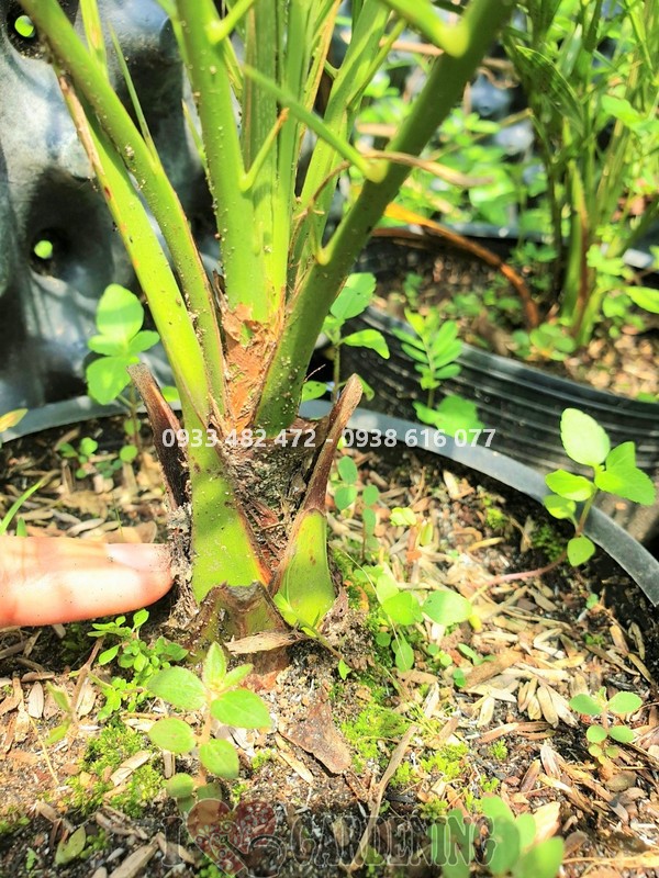 Cây chà là giống cao 40-50cm - 1 năm tuổi