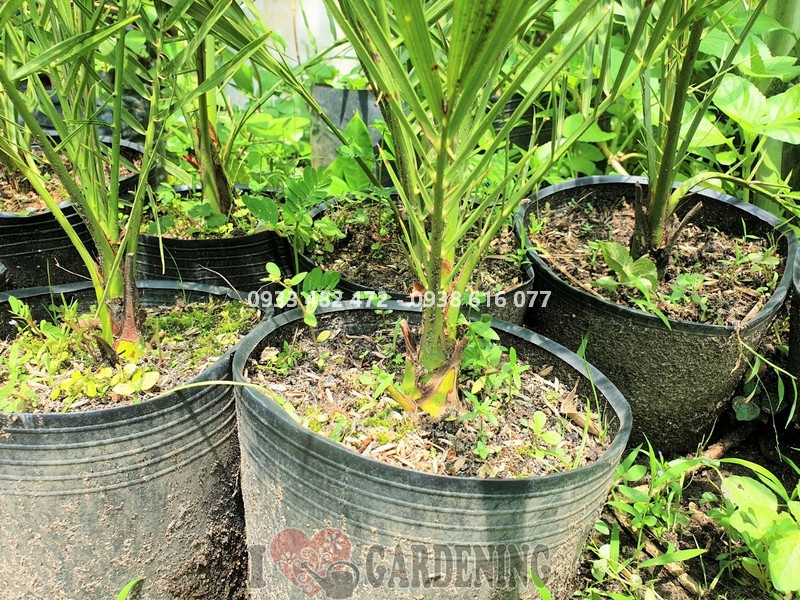 Vườn chà là giống ăn quả - ILG cung cấp sỉ lẻ