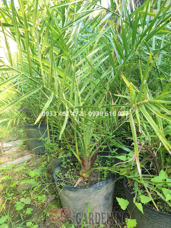 Chà là giống ăn quả - lá xanh sum suê - ILG