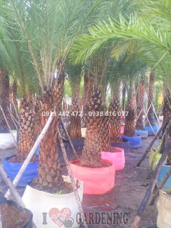 Cây chà là lóng dài 1,2m cao 3m - kích thước lý tưởng cho cảnh quan công trình