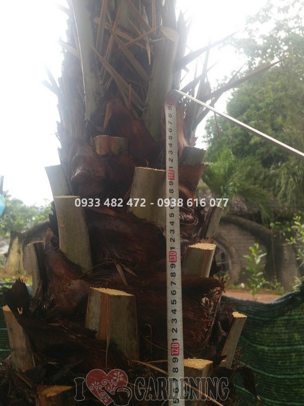 Thân cây chà là lóng 1m5 cao 4m nhìn gần