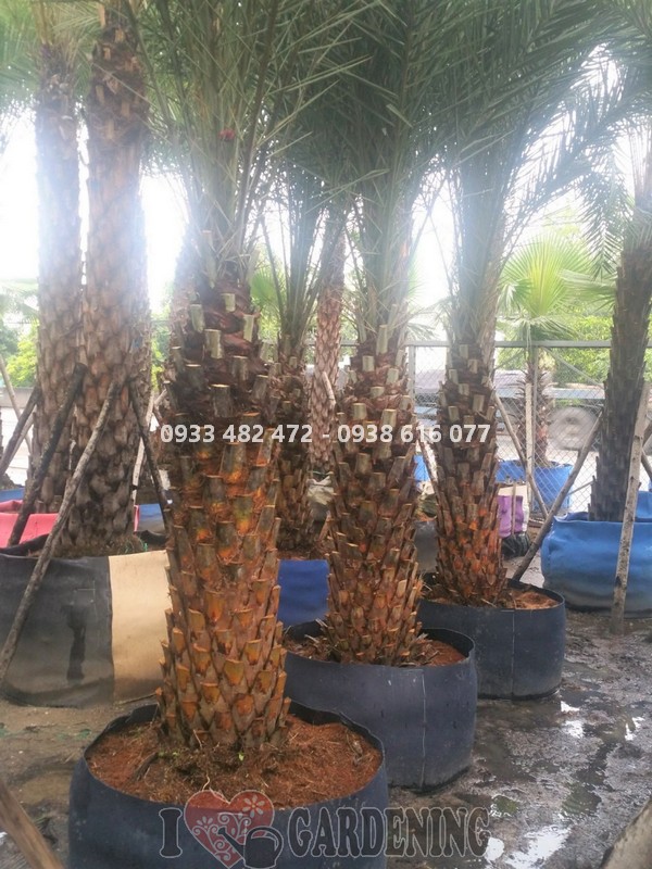Cây chà là lóng dài 1m5 cao 4m tại vườn ILG