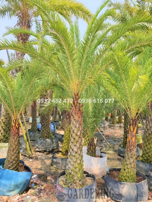 Thân cây chà là lóng 1m8-2m cao 4m5 - đặc điểm nhận diện
