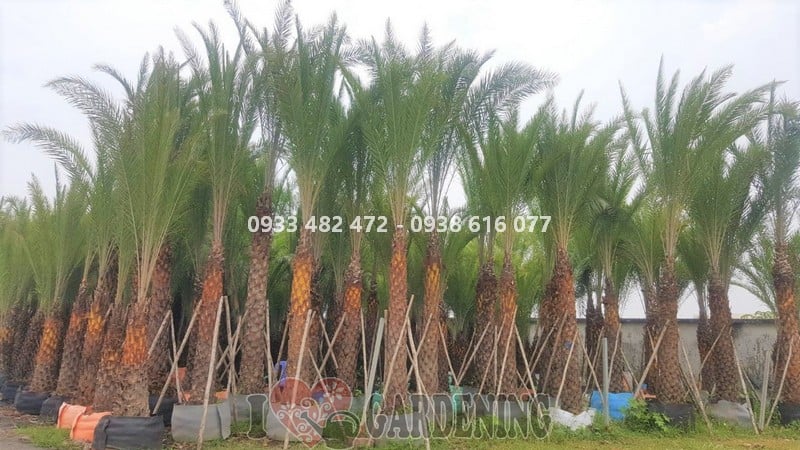 Ứng dụng cây chà là cao 4m5 trong cảnh quan công trình