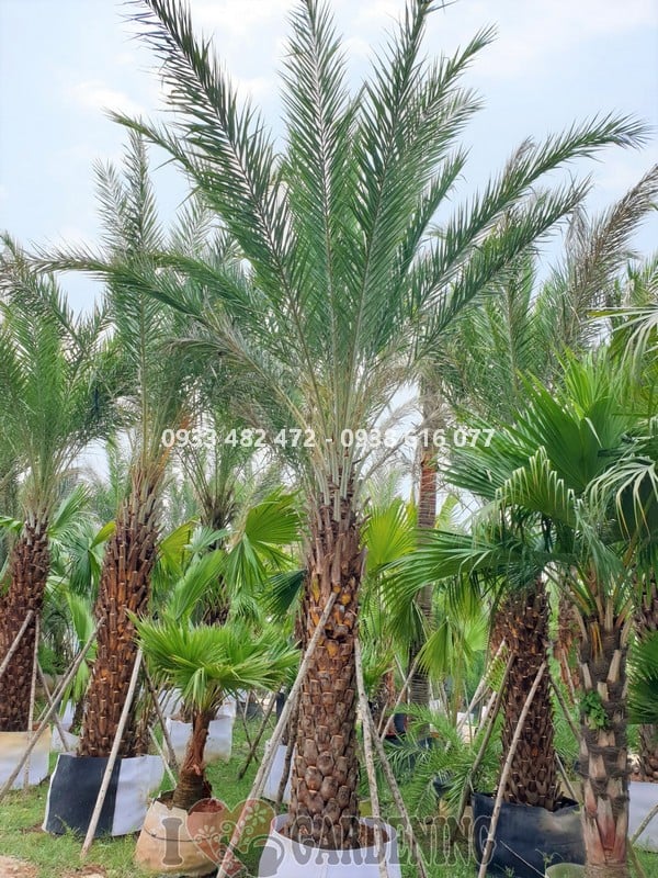Cây chà là lóng 2m2 cao 5m – cây trưởng thành đã ra trái tại vườn ILG