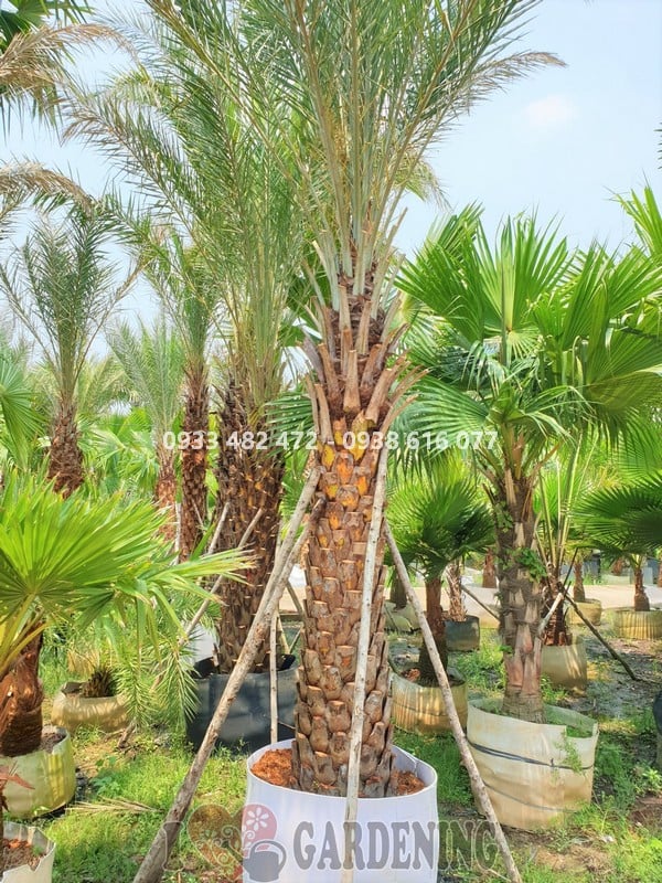 Cây chà là cao 5m lóng 2m2 trưởng thành đã có trái – kích thước công trình
