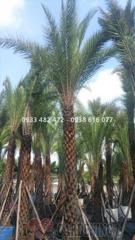 Cây chà là (Lóng 3m - Cao 6m)