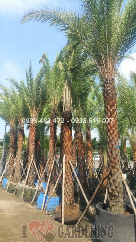 Cây chà là lóng 3m cao 6m trồng khuôn viên biệt thự