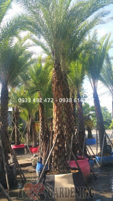 Thân cây chà là lóng 3m đốt xù xì đẹp tự nhiên