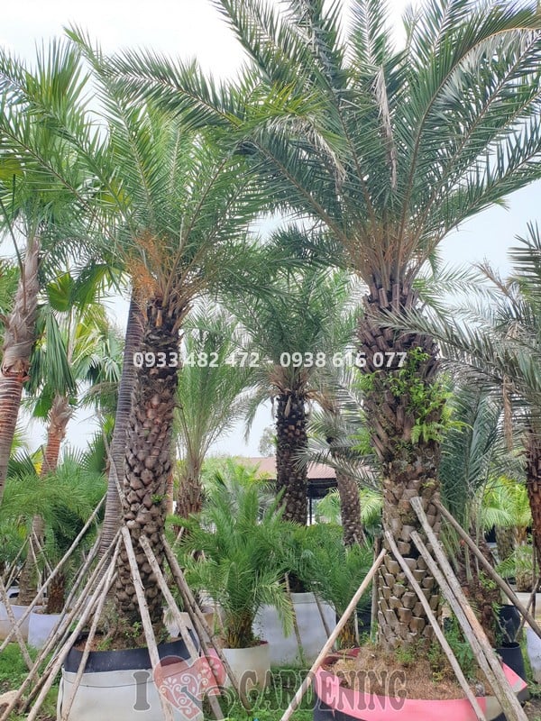 Cây chà là cao 6m trồng cảnh quan lối đi công trình