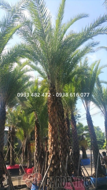 Tán lá cây chà là cao 6m xanh tươi rườm rà