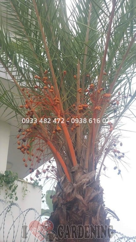 Cây chà là lóng 3m cao 6m nhìn toàn cảnh