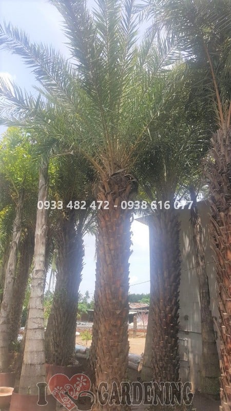 Cây chà là lóng 4m cao 7m - cảnh quan công trình lớn