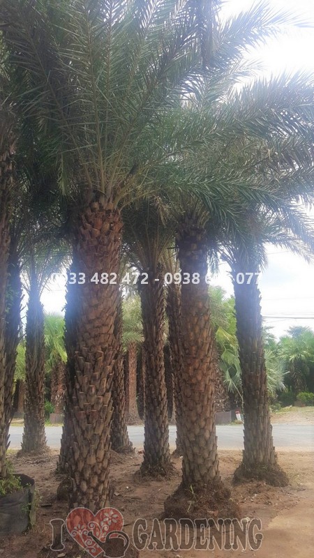 Thân cây chà là lóng 4m đặc trưng với đốt gai đều đặn