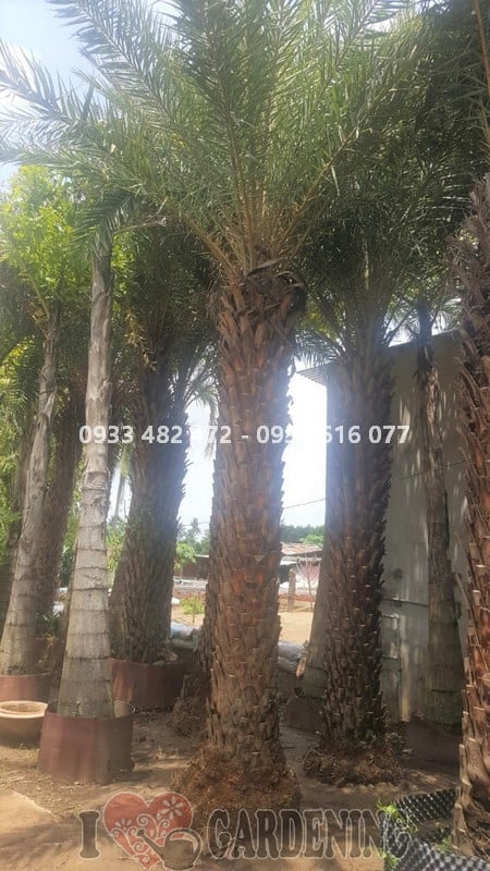 Cây chà là lóng 4m trồng trước cổng biệt thự