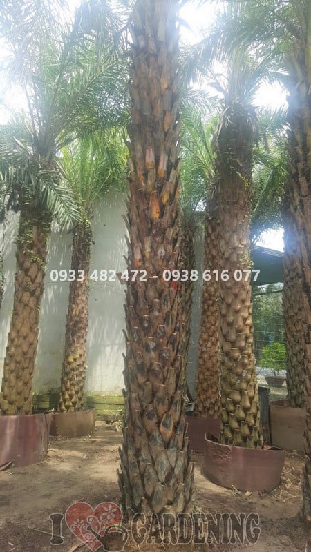 Trái cây chà là chín vàng trên cây lóng 4m