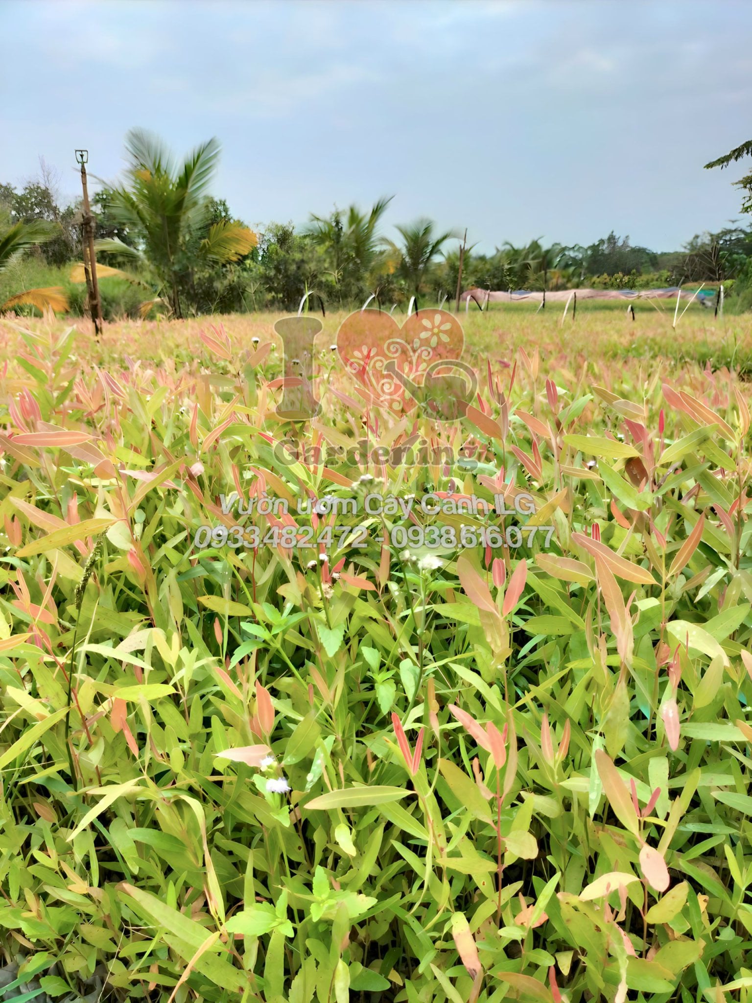 Cây giống bạch đàn đỏ - lá xanh bạc đặc trưng, sinh trưởng khỏe mạnh