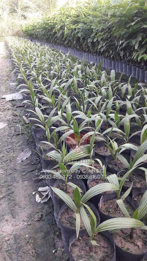 Cây giống cọ Mỹ kè Mỹ kè Washington cao 20cm - ILG Việt Nam