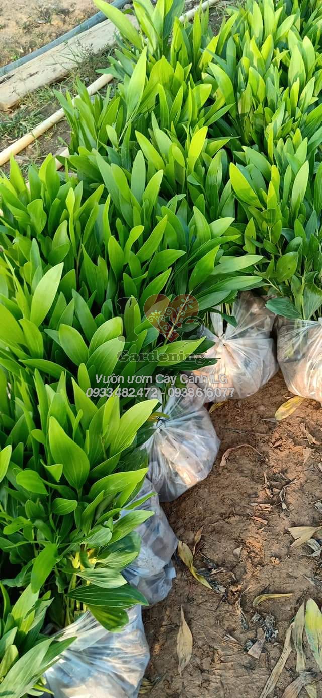 Cây Giống Keo Lai (Tràm Lai) Cao 20cm - 30cm - ILG Việt Nam