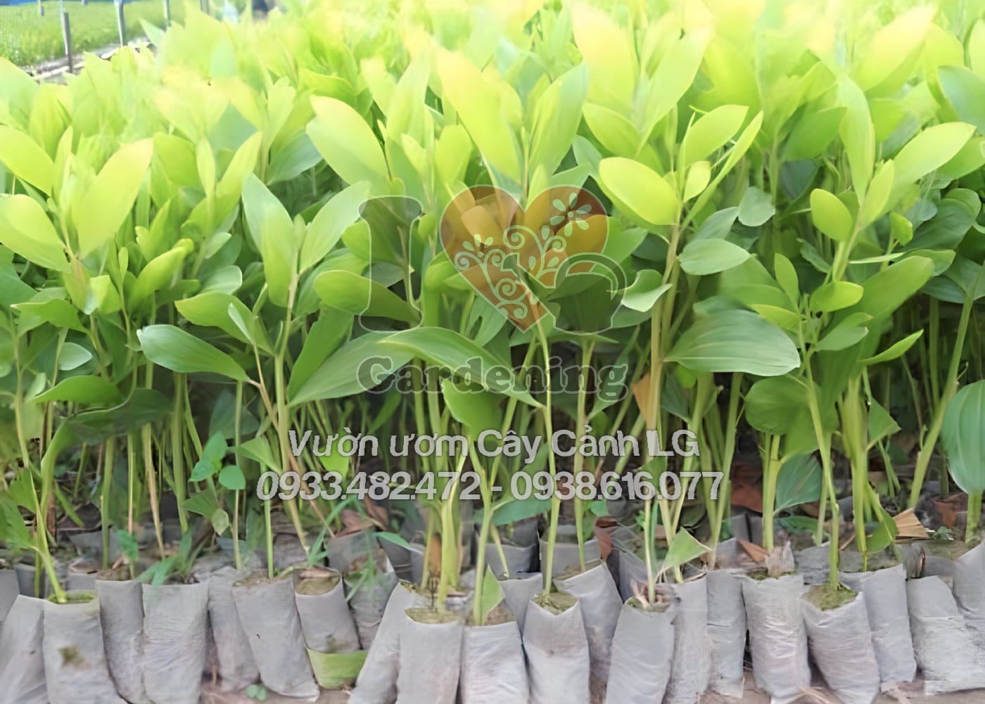 Cây giống keo tai tượng cao 20cm 30cm giống tốt sẵn sàng xuất vườn