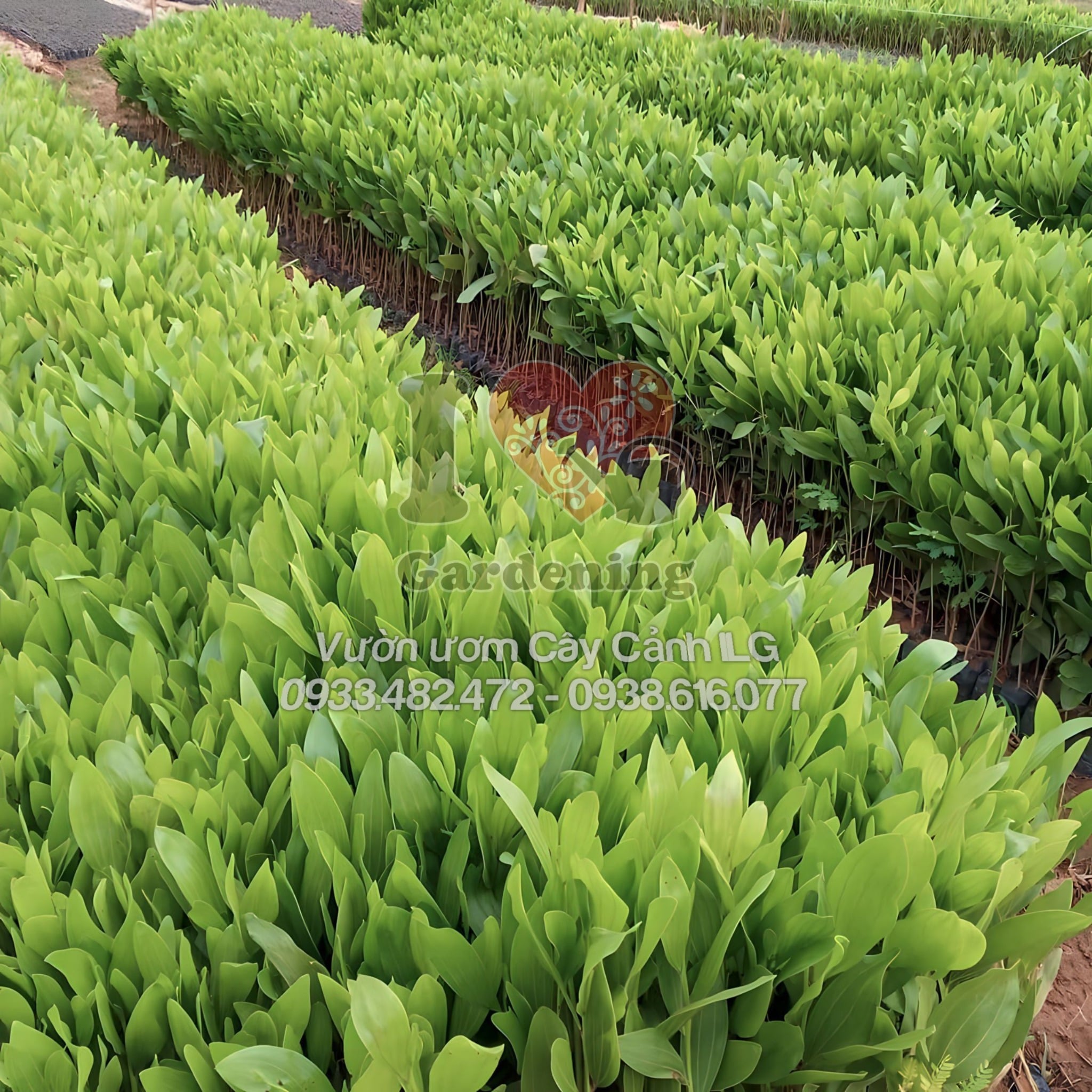 Đặc điểm lá và thân cây keo tai tượng giống cao 20cm 30cm