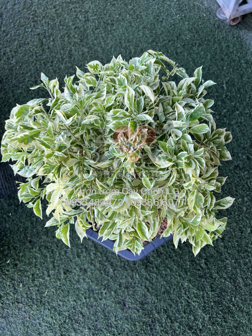 Hoa giấy cẩm thạch trắng gốc to bonsai - điểm nhấn khuôn viên sân vườn