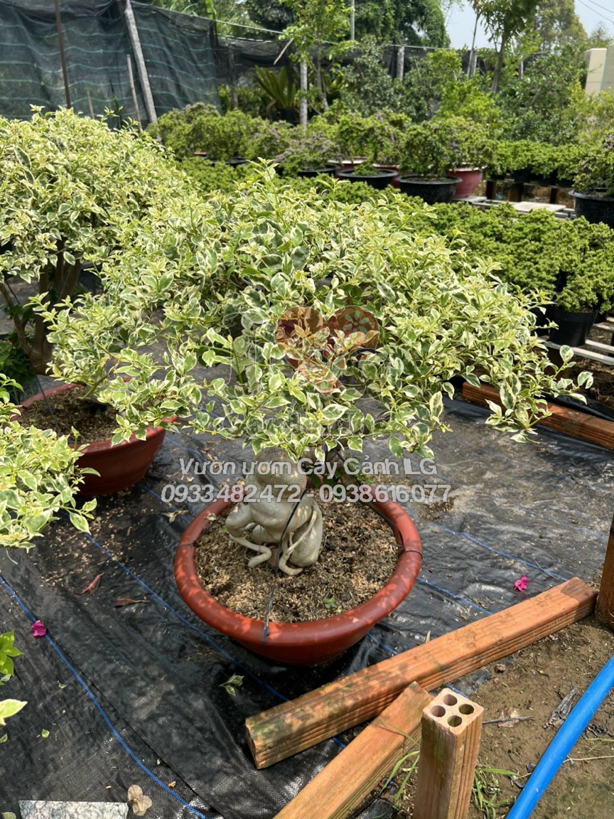 Chi tiết gốc to và hoa trắng của cây hoa giấy cẩm thạch bonsai