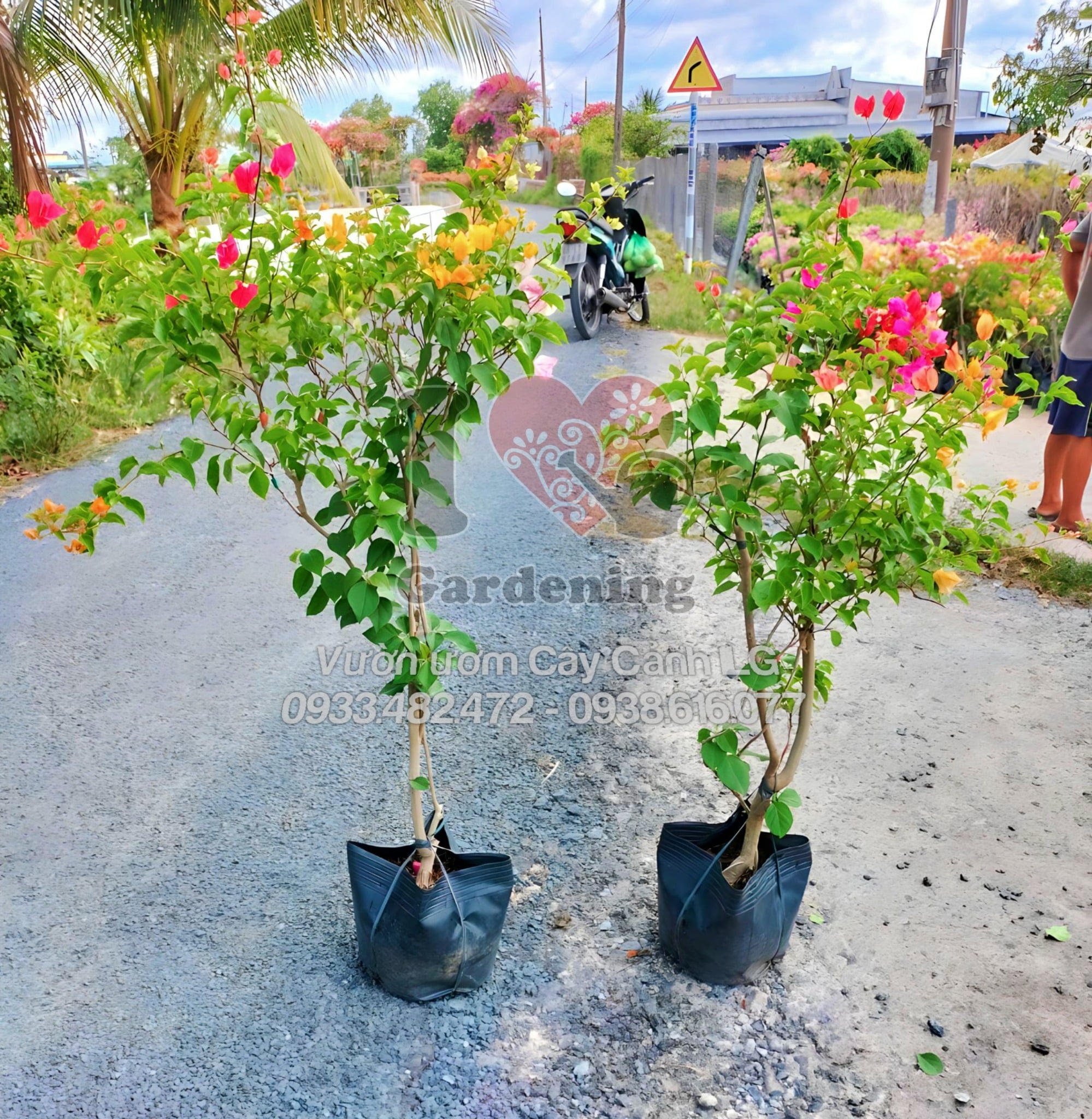 Hoa giấy 2 - 3 màu cao 1m nở rộ nhiều sắc sắc