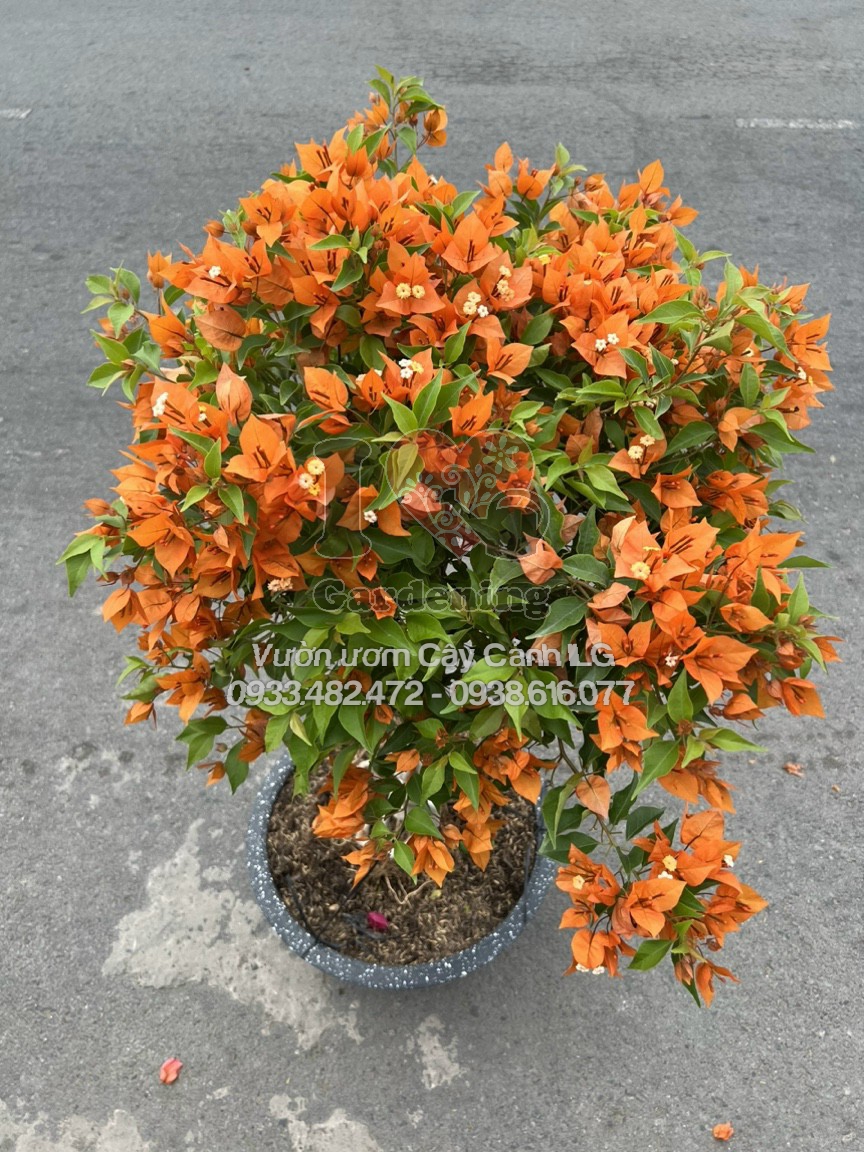 Cây hoa giấy cam lửa gốc to bonsai – toàn cảnh cây tạo hình nghệ thuật