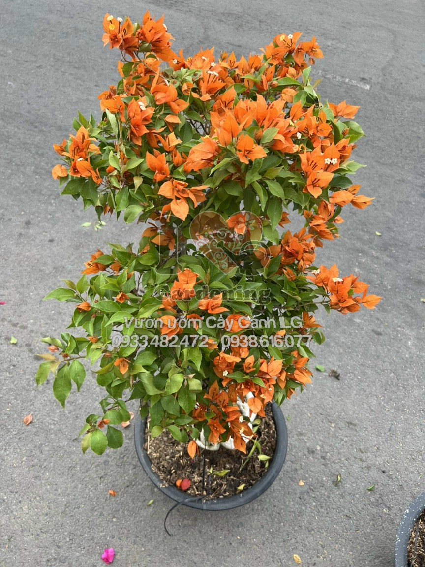 Hoa giấy cam lửa bonsai gốc to nở hoa rực rỡ