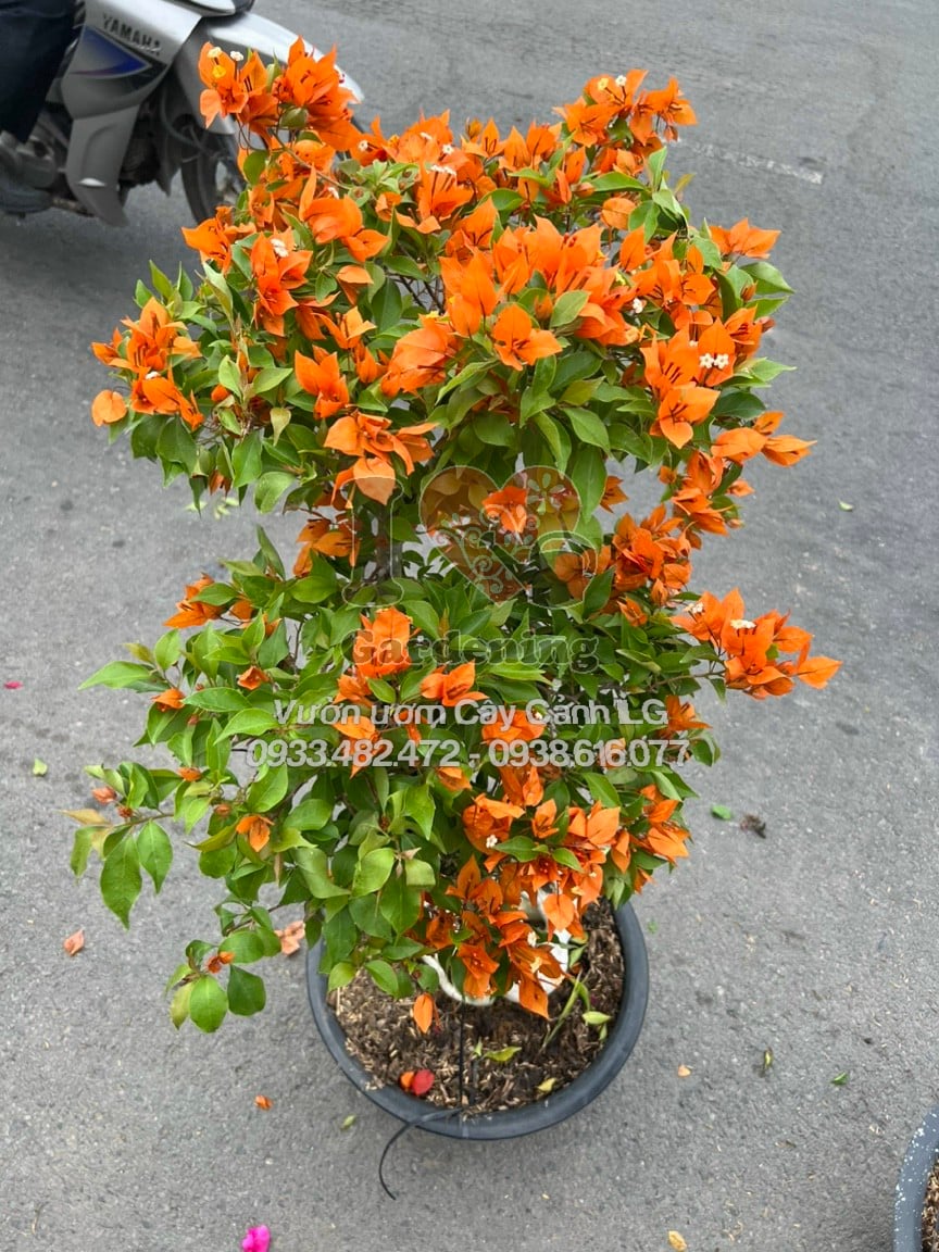 Chi tiết lá và hoa cây hoa giấy cam lửa bonsai