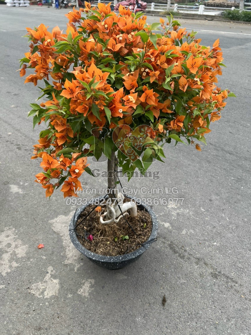 Dáng bonsai cây hoa giấy cam lửa gốc to sau khi cắt tỉa tạo hình