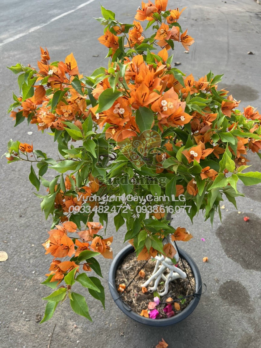 Cây hoa giấy cam lửa bonsai gốc to trưng bày không gian cảnh quan