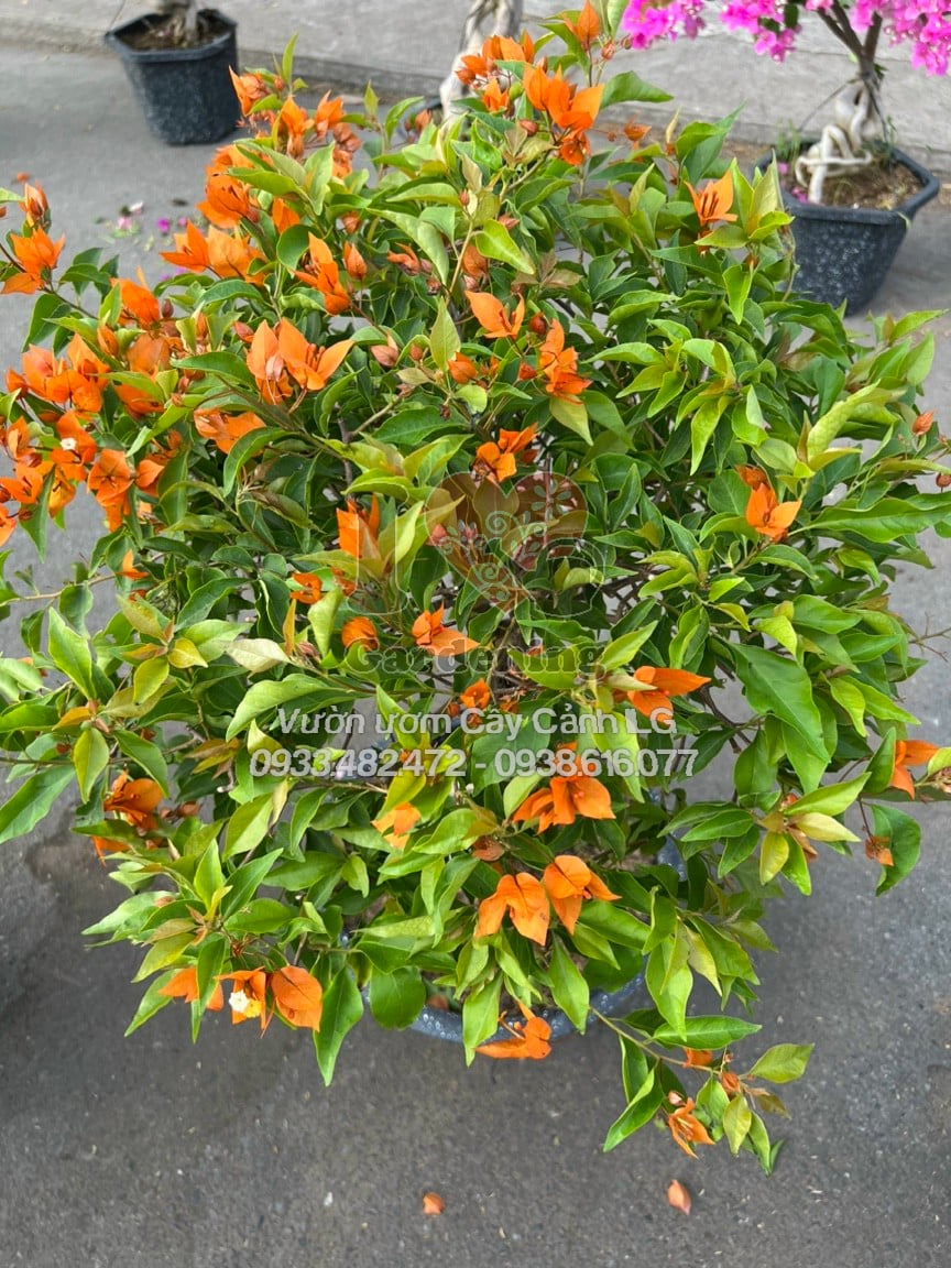 Vườn cây hoa giấy cam lửa bonsai ILG – giao hàng toàn quốc