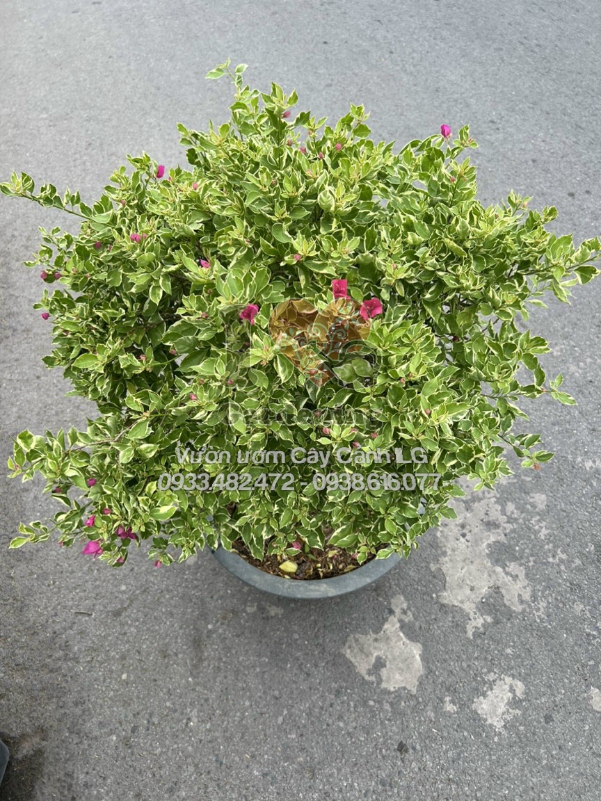 Cây hoa giấy cẩm thạch hồng gốc to bonsai - dáng đẹp, hoa rực rỡ