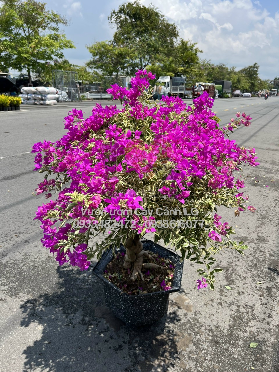 Cây hoa giấy cẩm thạch gốc to bonsai trưng bày tại vườn ILG