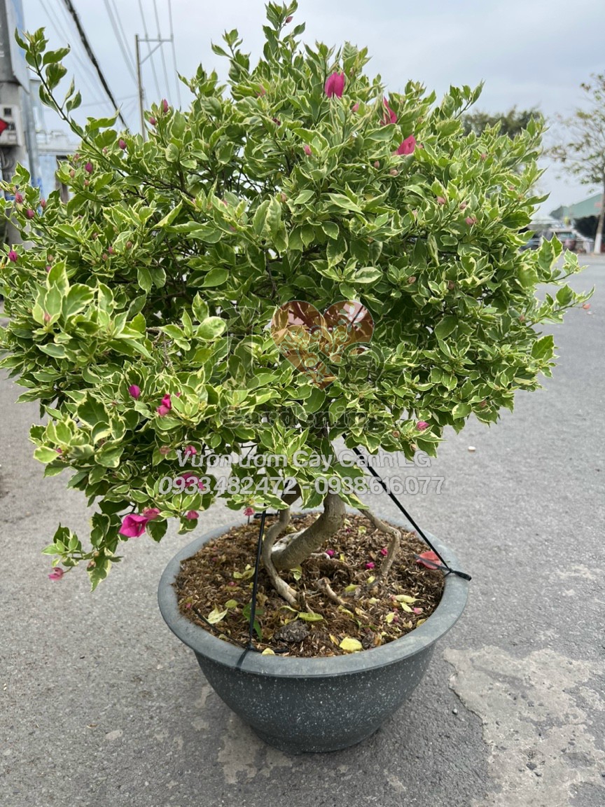 Hoa giấy cẩm thạch hồng bonsai - lá xanh xen cẩm thạch trắng tinh tế