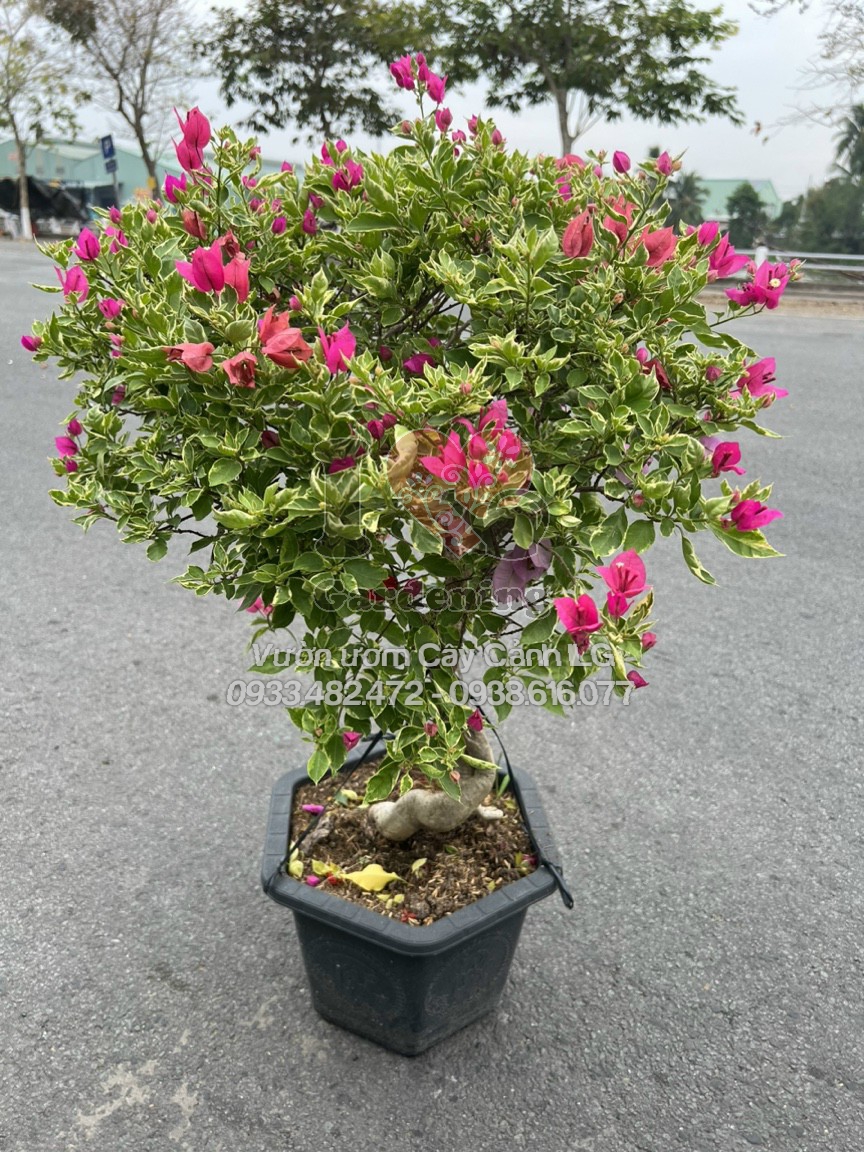 Gốc bonsai hoa giấy cẩm thạch hồng to khỏe, dáng cổ thụ nghệ thuật