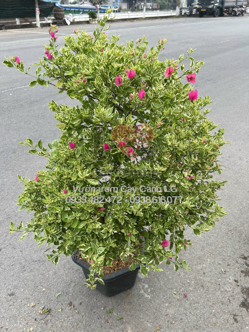 Cây hoa giấy cẩm thạch hồng bonsai phù hợp cho nhiều không gian