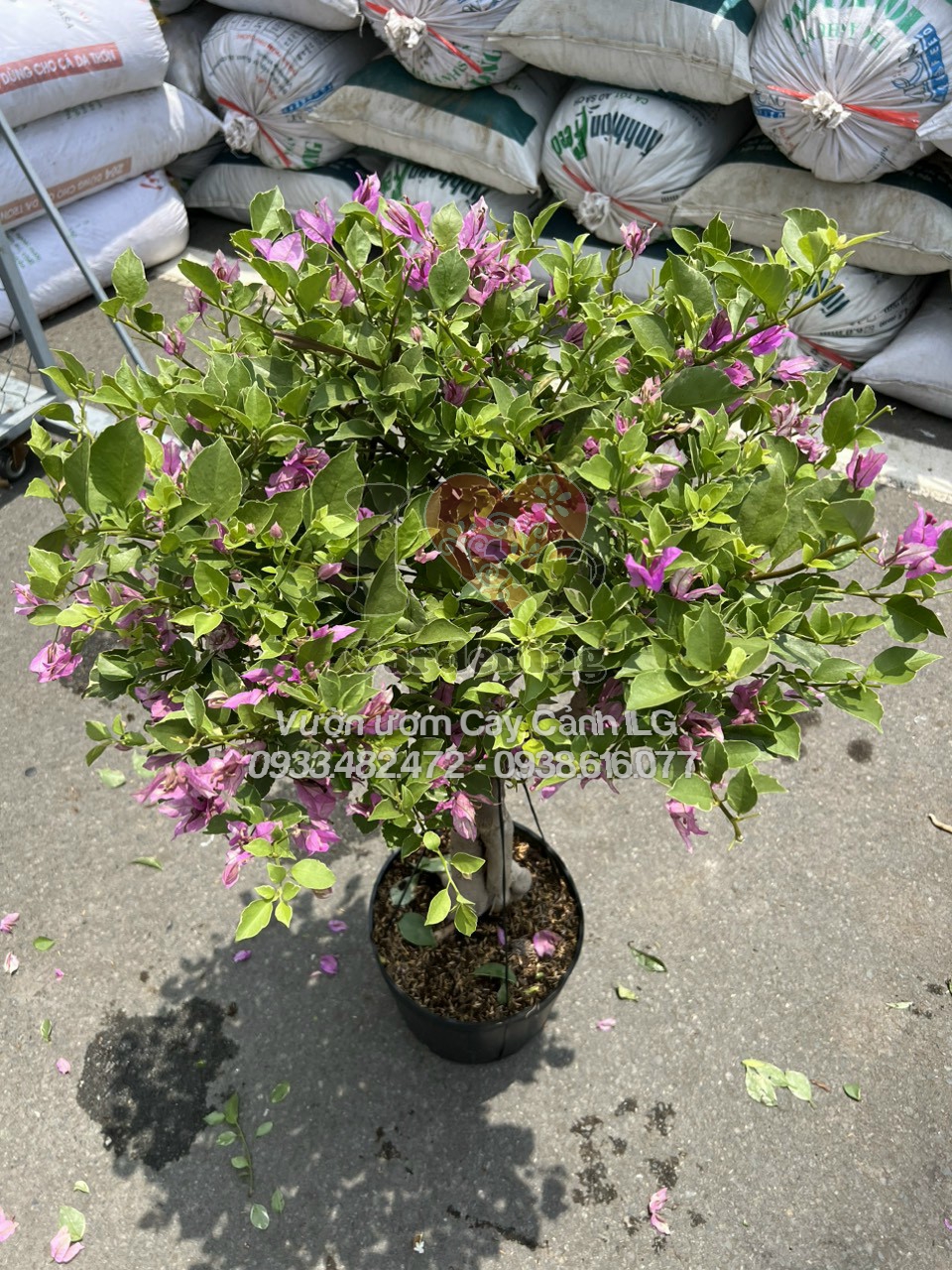 Hoa giấy cẩm thạch tím gốc to bonsai lá viền trắng hoa tím rực rỡ