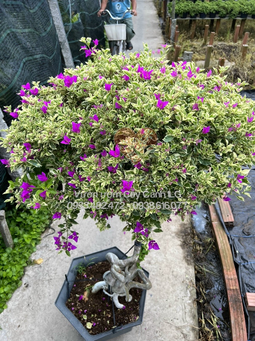 Hoa giấy cẩm thạch tím bonsai gốc to nở rực rỡ