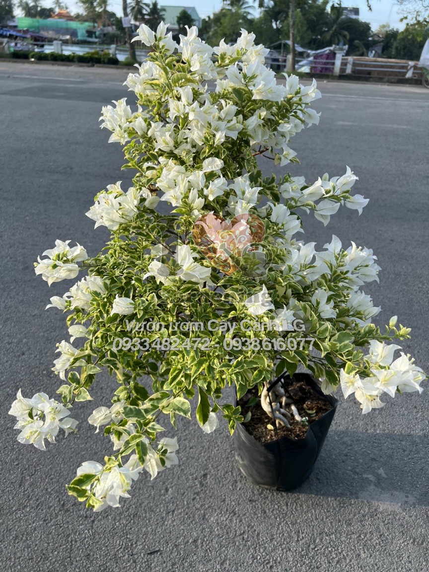 Chăm sóc cây hoa giấy cẩm thạch trắng bonsai gốc to - cắt tỉa duy trì dáng đẹp