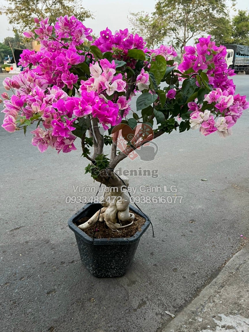 Cây hoa giấy hồng gân gốc to bonsai – toàn cảnh dáng cây