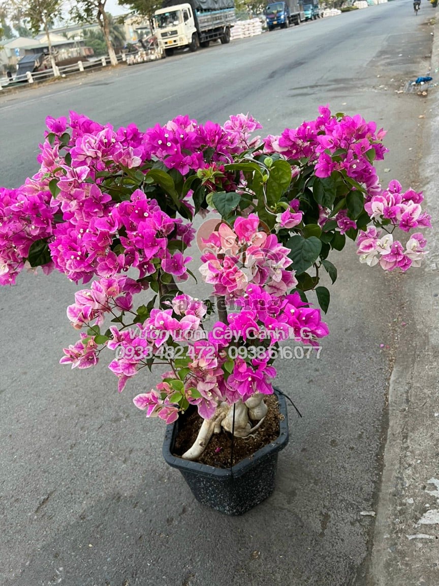 Hoa giấy hồng gân gốc to bonsai – chi tiết hoa rực rỡ