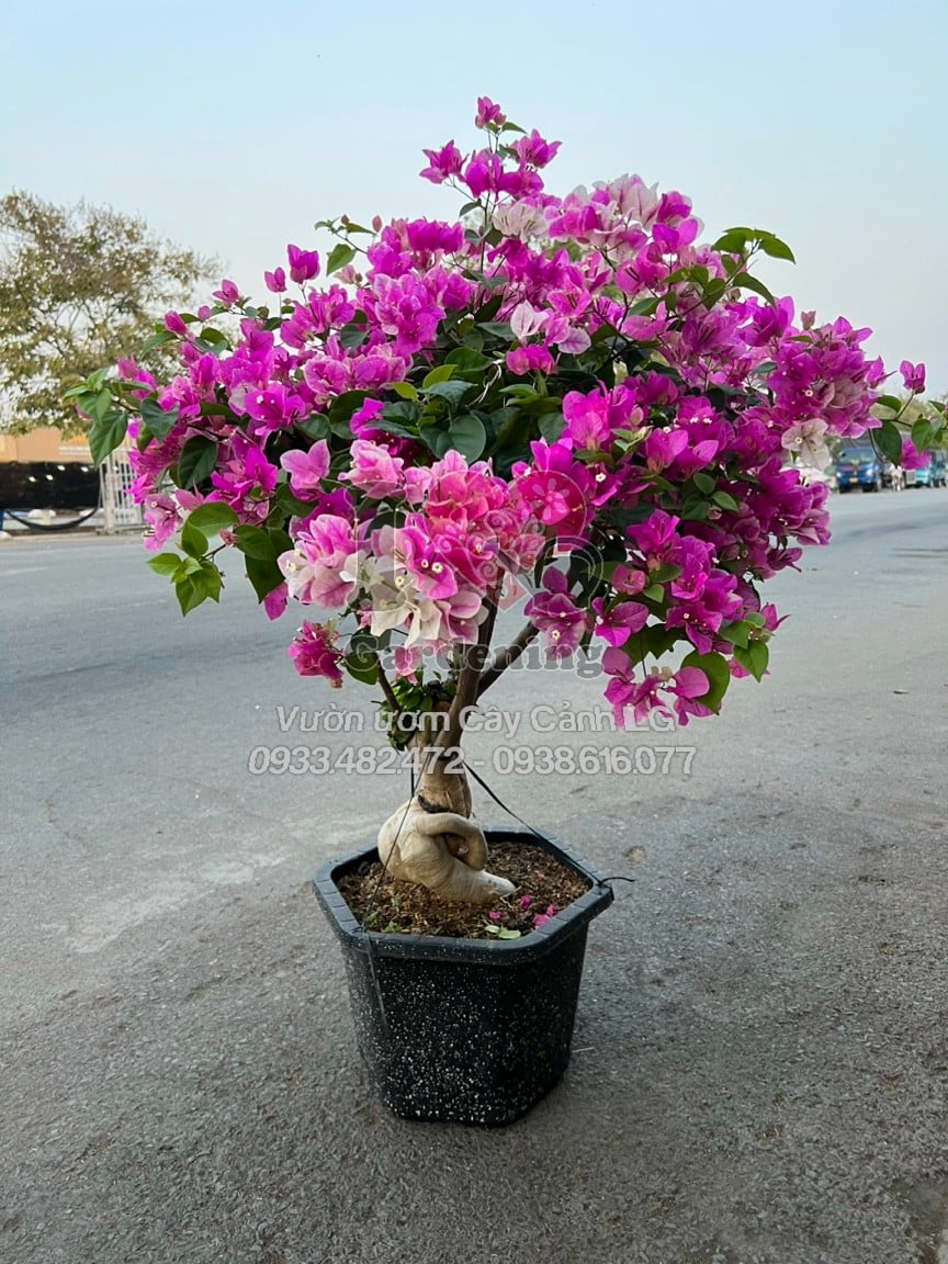 Cây hoa giấy hồng gân bonsai – chi tiết gốc to và dáng cây