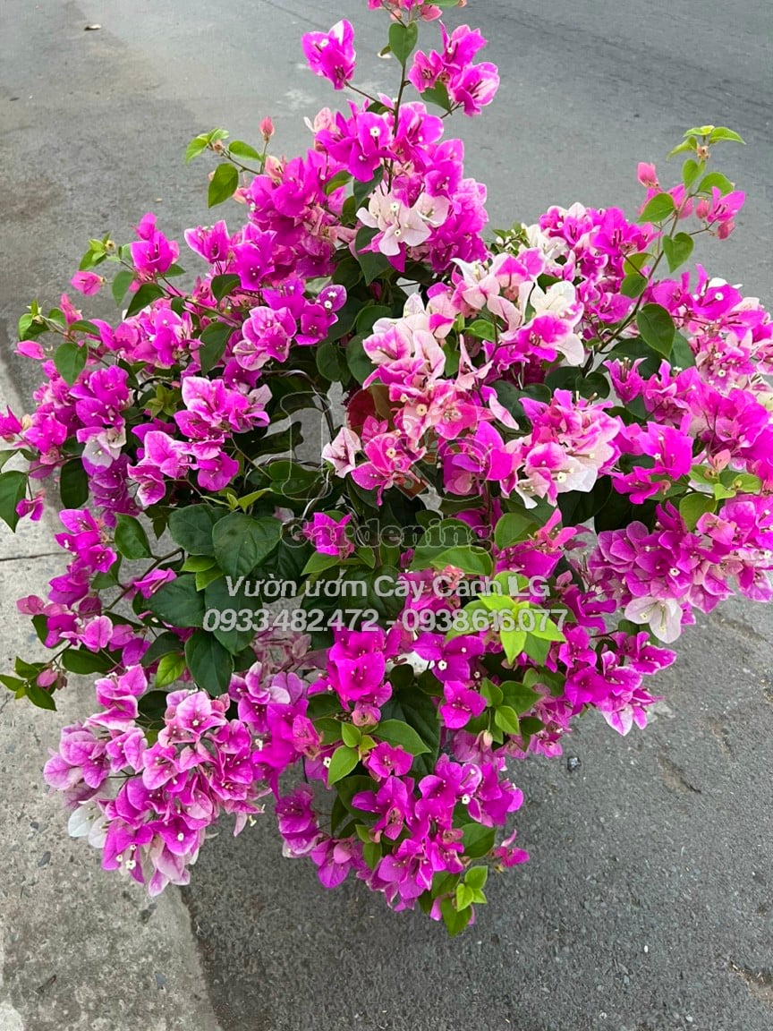 Hoa giấy hồng gân bonsai – dáng cây đẹp tại vườn ILG