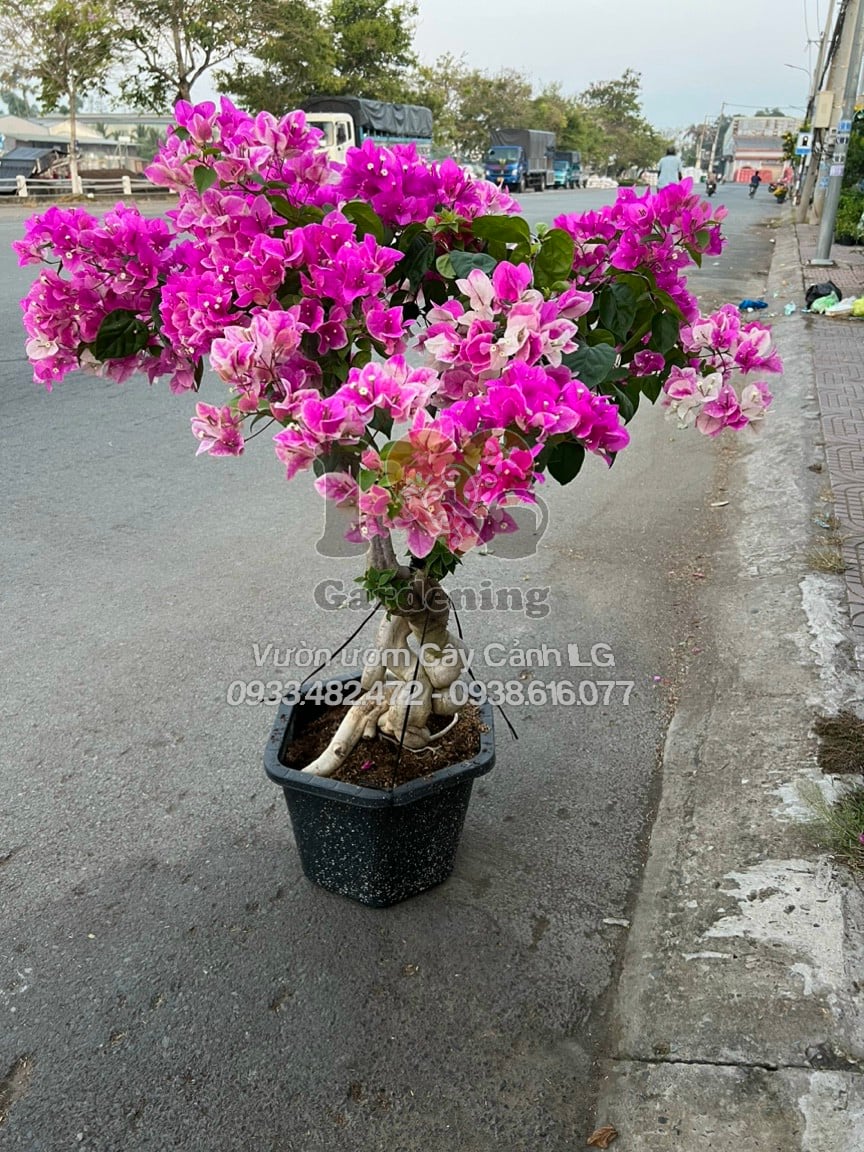Cây hoa giấy hồng gân bonsai gốc to – vẻ đẹp phong thủy tại vườn ILG