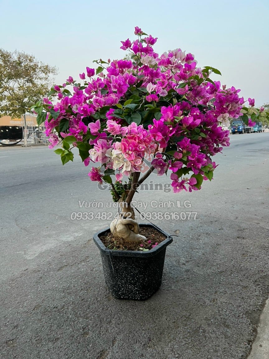 Vườn cây hoa giấy ILG – nơi mua bán hoa giấy hồng gân uy tín tại TP.HCM