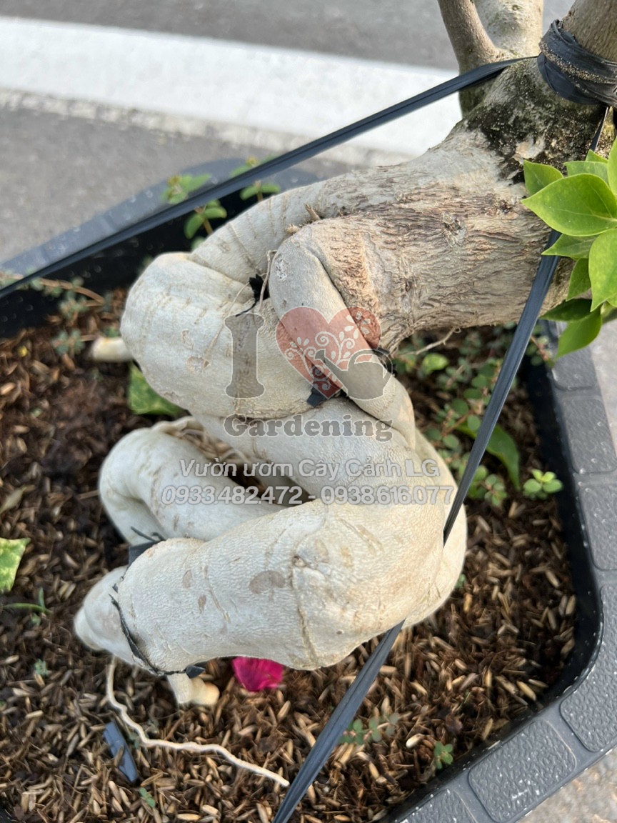 Cây hoa giấy kim cương đỏ gốc bonsai cẩm thạch đỏ cờ giống mới