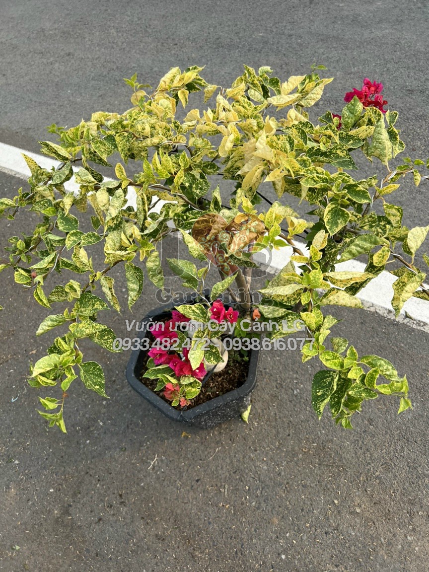 Cây hoa giấy cẩm thạch đỏ cờ gốc bonsai tạo điểm nhấn không gian sống